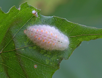 Harvester caterpillar beginning to pupate